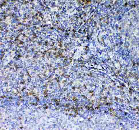 CD7 Antibody - Immunohistochemistry - Anti-CD7 Picoband antibody