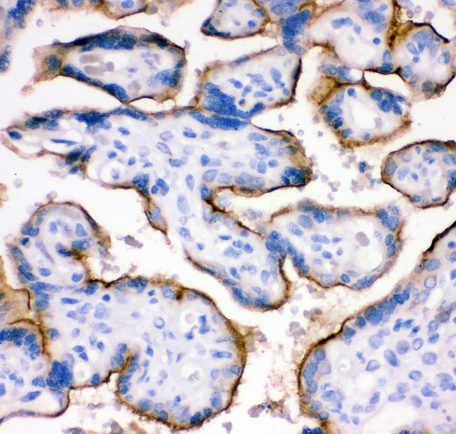 CD71 / Transferrin Receptor Antibody - TFRC antibody IHC-paraffin: Human Placenta Tissue.