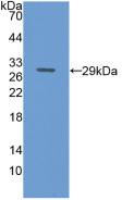 CD71 / Transferrin Receptor Antibody - Western Blot; Sample: Recombinant TFR, Mouse.