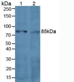 CD71 / Transferrin Receptor Antibody - Western Blot; Sample: Lane1: Human Hela Cells; Lane2: Human Jurkat Cells.