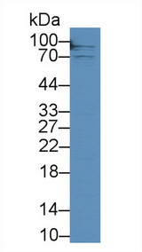 CD71 / Transferrin Receptor Antibody