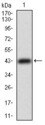 CD71 / Transferrin Receptor Antibody - Western blot using TFRC monoclonal antibody against human TFRC recombinant protein. (Expected MW is 39.7 kDa)