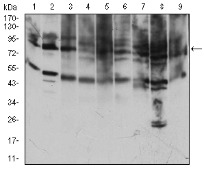 CD71 / Transferrin Receptor Antibody - Western blot using TFRC mouse monoclonal antibody against Jurkat (1), HeLa (2), K562 (3), Cos7 (4), MCF-7 (5), PC-12 (6), NIH/3T3 (7), HEK293 (8), RAJI (9) cell lysate.
