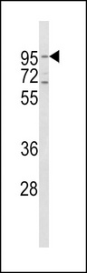 CD71 / Transferrin Receptor Antibody - Western blot of CD71 Antibody in HeLa cell line lysates (35 ug/lane). CD71 (arrow) was detected using the purified antibody.