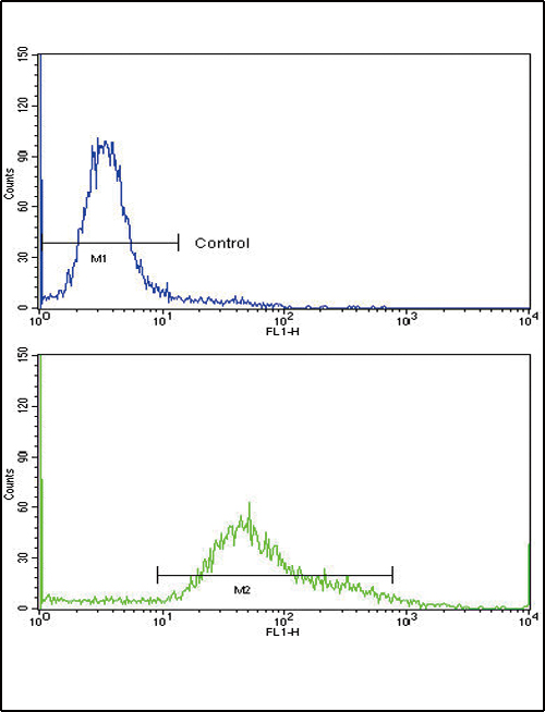 CD71 / Transferrin Receptor Antibody - Flow cytometric of HeLa cells using CD71 Antibody (bottom histogram) compared to a negative control cell (top histogram)FITC-conjugated goat-anti-rabbit secondary antibodies were used for the analysis.
