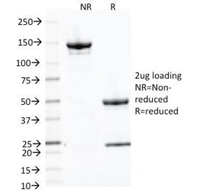 CD71 / Transferrin Receptor Antibody - SDS-PAGE Analysis of Purified, BSA-Free Transferrin Receptor Antibody (clone 66IG10). Confirmation of Integrity and Purity of the Antibody.