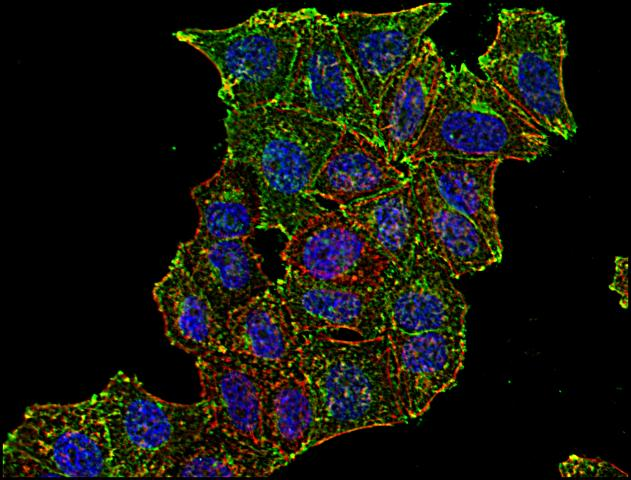 CD71 / Transferrin Receptor Antibody - Immunofluorescence staining of CD71 in human HeLa cell line using anti-CD71 (MEM-75; green). Actin cytoskeleton decorated by phalloidin (red) and cell nuclei stained with DAPI (blue).