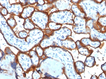 CD71 / Transferrin Receptor Antibody - IHC testing of FFPE human placenta tissue with Transferrin Receptor / CD71 antibody (clone TFRC/1817). Required HIER: boil tissue sections in 10mM Tris with 1mM EDTA, pH 9, for 10-20 min followed by cooling at RT for 20 min.