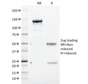 CD71 / Transferrin Receptor Antibody - SDS-PAGE Analysis of Purified, BSA-Free CD71 Antibody (clone TFRC/1817). Confirmation of Integrity and Purity of the Antibody.