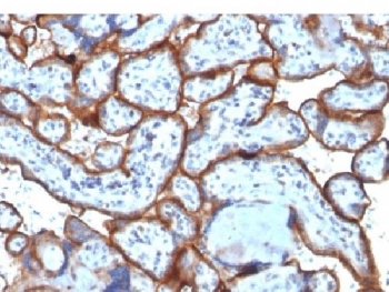 CD71 / Transferrin Receptor Antibody - IHC testing of FFPE human placenta tissue with CD71 / Transferrin Receptor antibody (clone TFRC/1818). Required HIER: boil tissue sections in 10mM Tris with 1mM EDTA, pH 9, for 10-20 min followed by cooling at RT for 20 min.