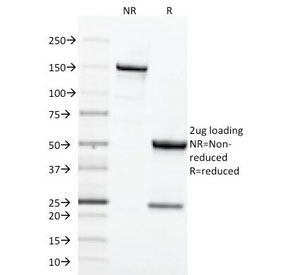 CD71 / Transferrin Receptor Antibody - SDS-PAGE Analysis of Purified, BSA-Free Transferrin Receptor Antibody (clone TFRC/1818). Confirmation of Integrity and Purity of the Antibody.