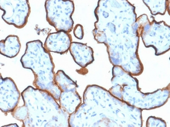 CD71 / Transferrin Receptor Antibody - IHC testing of FFPE human placenta tissue with Transferrin Receptor antibody (clone TFRC/1839). Required HIER: boil tissue sections in 10mM Tris with 1mM EDTA, pH 9, for 10-20 min followed by cooling at RT for 20 min.