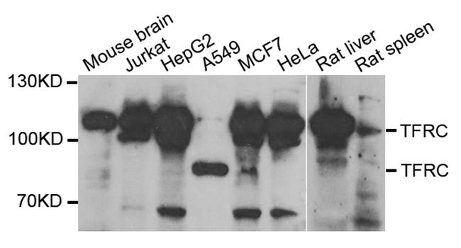 CD71 / Transferrin Receptor Antibody - Western blot analysis of extracts of various cell lines.