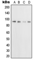 CD71 / Transferrin Receptor Antibody - Western blot analysis of CD71 expression in U2OS (A); HeLa (B); Raji (C); NIH3T3 (D) whole cell lysates.