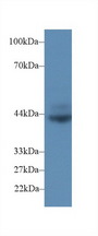 CD72 Antibody - Western Blot; Sample: Rat Spleen lysate; Primary Ab: 2µg/ml Rabbit Anti-Rat CD72 Antibody Second Ab: 0.2µg/mL HRP-Linked Caprine Anti-Rabbit IgG Polyclonal Antibody