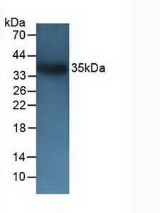 CD72 Antibody - Western Blot; Sample: Mouse Testis Tissue.