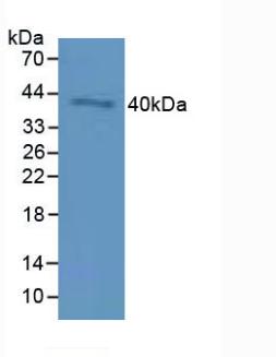 CD72 Antibody - Western Blot; Sample: Mouse Testis Tissue.