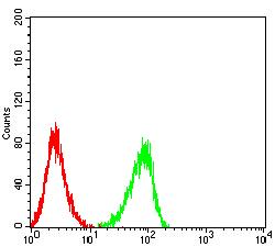 CD72 Antibody - Flow cytometric analysis of HL-60 cells using CD72 mouse mAb (green) and negative control (red).