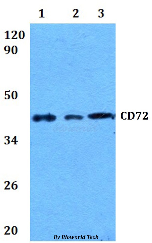 CD72 Antibody - Western blot of CD72 antibody at 1:500 dilution. Lane 1: RAW264.