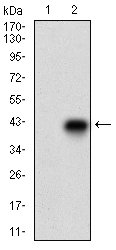 CD74 / CLIP Antibody - Western blot using CD74 monoclonal antibody against HEK293 (1) and CD74 (AA: 1-106)-hIgGFc transfected HEK293 (2) cell lysate.
