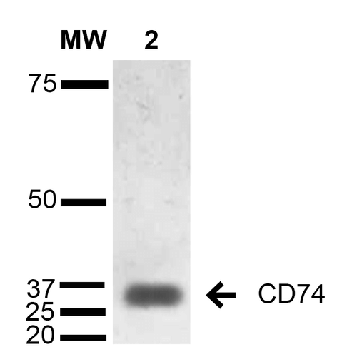 CD74 / CLIP Antibody - Western Blot analysis of Human Lymphoblastoid cell line (Raji) showing detection of 33-35 kDa CD74 protein using Mouse Anti-CD74 Monoclonal Antibody, Clone 1B8. Lane 1: Molecular Weight Ladder (MW). Lane 2: Raji cell lysate. Load: 15 µg. Block: 5% Skim Milk in TBST. Primary Antibody: Mouse Anti-CD74 Monoclonal Antibody  at 1:1000 for 2 hours at RT. Secondary Antibody: Goat Anti-Mouse IgG: HRP at 1:1000 for 60 min at RT. Color Development: ECL solution for 5 min in RT. Predicted/Observed Size: 33-35 kDa.