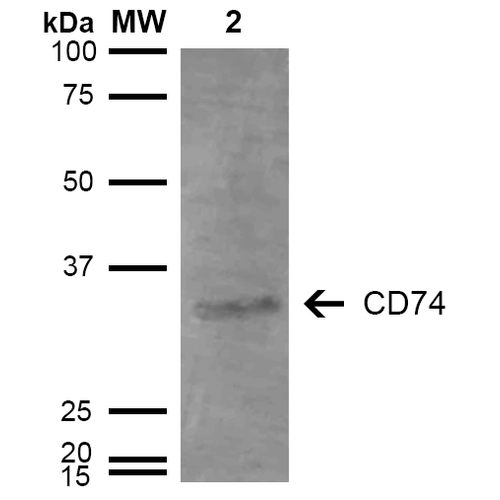 CD74 / CLIP Antibody - Western Blot analysis of Human Lymphoblastoid cell line (Raji) showing detection of 33-35 kDa CD74 protein using Mouse Anti-CD74 Monoclonal Antibody, Clone 3D7. Lane 1: Molecular Weight Ladder (MW). Lane 2: Raji cell lysate. Load: 15 µg. Block: 5% Skim Milk in TBST. Primary Antibody: Mouse Anti-CD74 Monoclonal Antibody  at 1:1000 for 2 hours at RT. Secondary Antibody: Goat Anti-Mouse IgG: HRP at 1:1000 for 60 min at RT. Color Development: ECL solution for 5 min in RT. Predicted/Observed Size: 33-35 kDa.