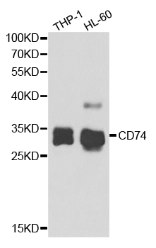 CD74 / CLIP Antibody - Western blot analysis of extracts of various cell lines.