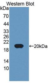 CD74 / CLIP Antibody - Western Blot; Sample: Recombinant protein.