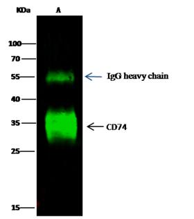 CD74 / CLIP Antibody - CD74 was immunoprecipitated using: Lane A: 0.5 mg HuT78 Whole Cell Lysate. 2 uL anti-CD74 rabbit polyclonal antibody and 15 ul of 50% Protein G agarose. Primary antibody: Anti-CD74 rabbit polyclonal antibody, at 1:100 dilution. Secondary antibody: Dylight 800-labeled antibody to rabbit IgG (H+L), at 1:5000 dilution. Developed using the odssey technique. Performed under reducing conditions. Predicted band size: 34 kDa. Observed band size: 34 kDa.