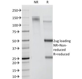 CD78 Antibody - SDS-PAGE Analysis of Purified, BSA-Free CDw78 Antibody (clone DF1588). Confirmation of Integrity and Purity of the Antibody.