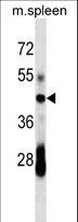 CD79A / CD79 Alpha Antibody - CD79A Antibody western blot of mouse spleen tissue lysates (35 ug/lane). The CD79A antibody detected the CD79A protein (arrow).