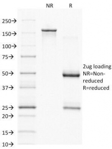 CD79A / CD79 Alpha Antibody - SDS-PAGE Analysis of Purified, BSA-Free CD79a Antibody (clone HM57). Confirmation of Integrity and Purity of the Antibody.