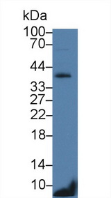 CD79B / CD79 Beta Antibody - Western Blot; Sample: Mouse Spleen lysate; Primary Ab: 2µg/ml Rabbit Anti-Mouse Igb Antibody Second Ab: 0.2µg/mL HRP-Linked Caprine Anti-Rabbit IgG Polyclonal Antibody