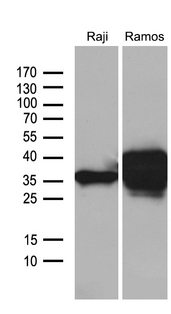 CD79B / CD79 Beta Antibody - Western blot analysis of extracts. (35ug) from 2 different cell lines by using anti-CD79B monoclonal antibody. (1:500)