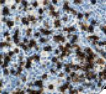 CD8 Antibody - IHC of CD8 on FFPE Tonsil tissue. This image was taken for the unmodified form of this product. Other forms have not been tested.