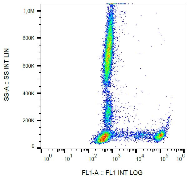 CD8 Antibody - Surface staining of human peripheral blood using anti-human CD8 (clone MEM-31) FITC. 