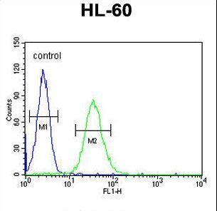 CD80 Antibody - CD80 Antibody flow cytometry of HL-60 cells (right histogram) compared to a negative control cell (left histogram). FITC-conjugated goat-anti-rabbit secondary antibodies were used for the analysis.
