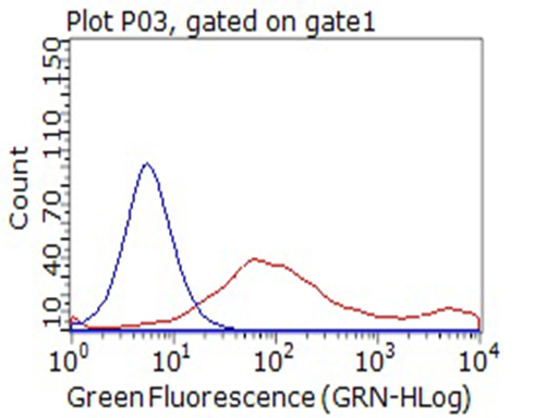 CD80 Antibody - HEK293T cells transfected with eitheroverexpress plasmid(Red) or IgG isotype control(Blue) were immunostained by anti-CD80 antibody, and then analyzed by flow cytometry. (1:100)