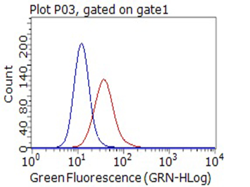 CD80 Antibody - Flow cytometric Analysis of living Raji cells, using anti-CD80 antibody. (Red), compared to an IgG isotype control. (Blue). (1:100)