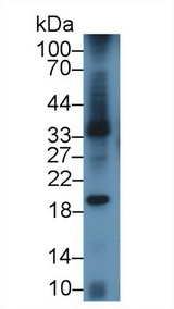 CD80 Antibody - Western Blot; Sample: Mouse Spleen lysate; Primary Ab: 3µg/ml Rabbit Anti-Mouse LAB7-1 Antibody Second Ab: 0.2µg/mL HRP-Linked Caprine Anti-Rabbit IgG Polyclonal Antibody