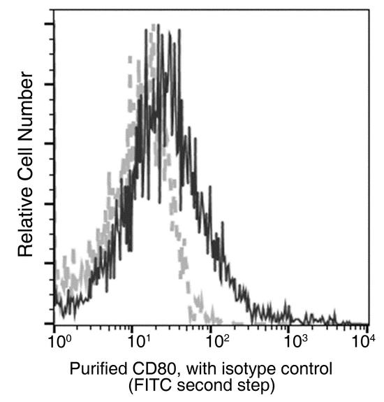 CD80 Antibody - Flow cytometric analysis of Mouse CD80 expression on LPS-stimulated BALB/c splenocytes. Cells were stained with purified anti-Mouse CD80, then a FITC-conjugated second step antibody. The fluorescence histograms were derived from gated events with the forward and side light-scatter characteristics of intact cells.
