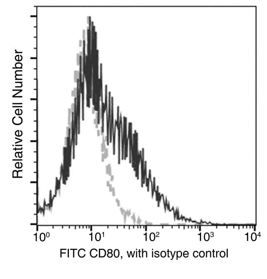 CD80 Antibody - Flow cytometric analysis of Mouse CD80 expression on LPS-stimulated BABL/c splenocytes. Cells were stained with FITC-conjugated anti-Mouse CD80. The fluorescence histograms were derived from gated events with the forward and side light-scatter characteristics of intact cells.