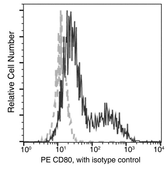 CD80 Antibody - Flow cytometric analysis of Mouse CD80 expression on BABL/c splenocytes. Cells were stained with PE-conjugated anti-Mouse CD80. The fluorescence histograms were derived from gated events with the forward and side light-scatter characteristics of intact cells.