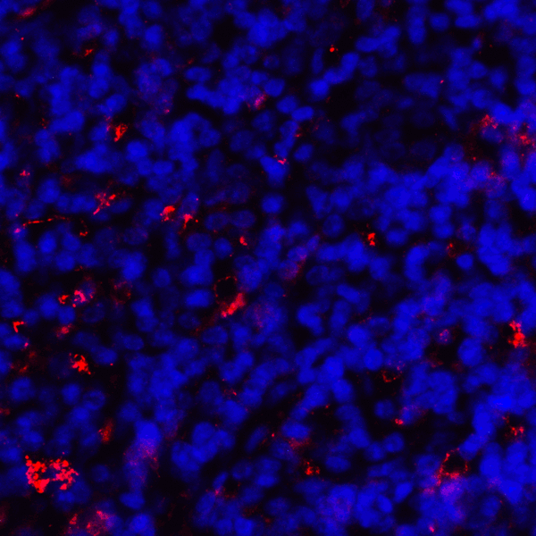 CD80 Antibody - Immunofluorescence of CD80 in human tonsil tissue with CD80 antibody at 2 ug/mL. Red: CD80 Antibody [10A1] Blue: DAPI staining