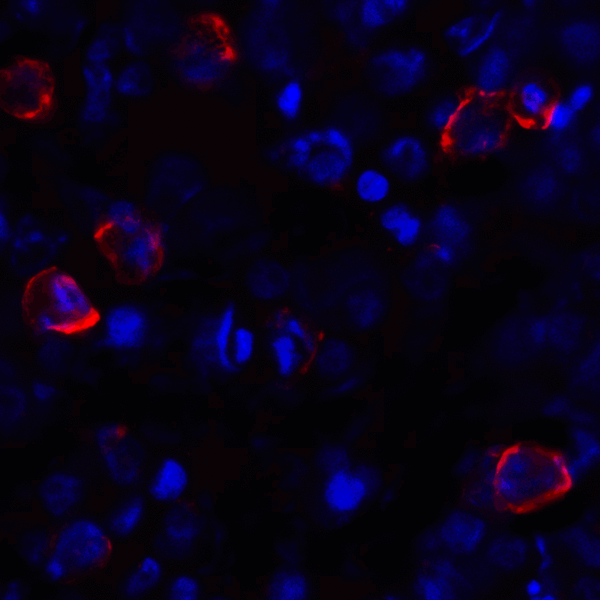 CD80 Antibody - Immunofluorescence of CD80 in transfected HEK293 cells with CD80 antibody at 2 ug/mL. Red: CD80 Antibody [10A1] Blue: DAPI staining