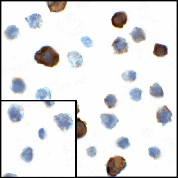 CD80 Antibody - Immunocytochemistry of CD80 in transfected HEK293 cells with CD80 antibody at 1 ug/mL. Lower left: Immunocytochemistry in transfected HEK293 cells with control mouse IgG antibody at 1 ug/mL.