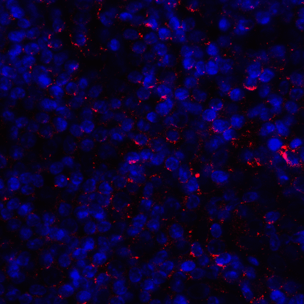 CD80 Antibody - Immunofluorescence of CD80 in human tonsil tissue with CD80 antibody at 2 ug/mL. Red: CD80 Antibody [11C12] Blue: DAPI staining