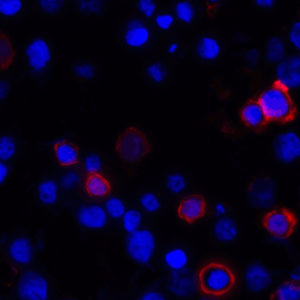 CD80 Antibody - Immunofluorescence of CD80 in transfected HEK293 cells with CD80 antibody at 2 ug/mL. Red: CD80 Antibody [11C12] Blue: DAPI staining