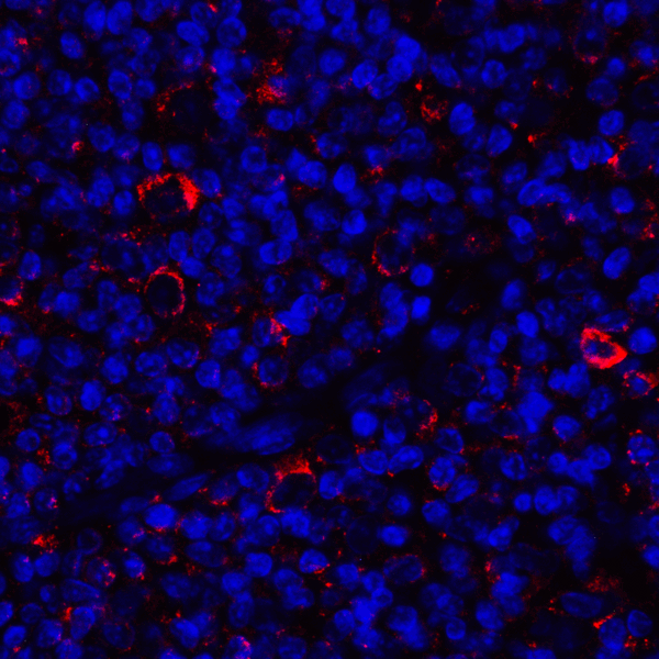 CD80 Antibody - Immunofluorescence of CD80 in human tonsil tissue with CD80 antibody at 2 ug/mL. Red: CD80 Antibody [11D1] Blue: DAPI staining