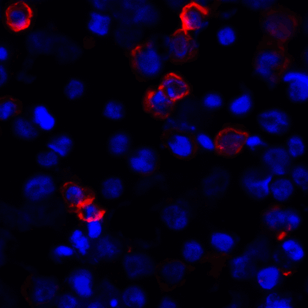 CD80 Antibody - Immunofluorescence of CD80 in transfected HEK293 cells with CD80 antibody at 2 ug/mL. Red: CD80 Antibody [11D1] Blue: DAPI staining